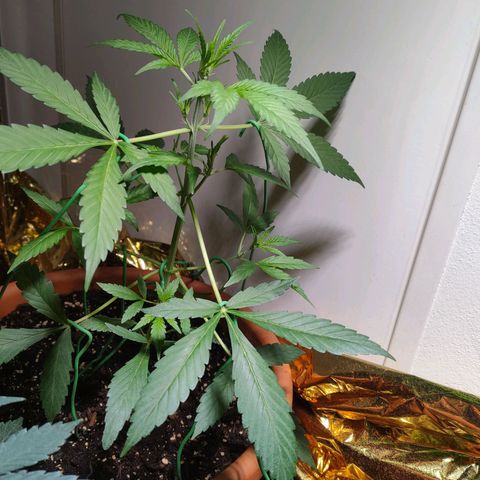 Green Poison Auto growlog timeline photo