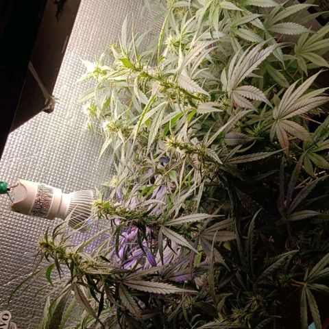 Ruderalis  growlog timeline photo