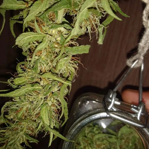 Ruderalis  growlog timeline photo