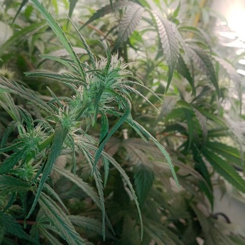 Ruderalis  growlog timeline photo