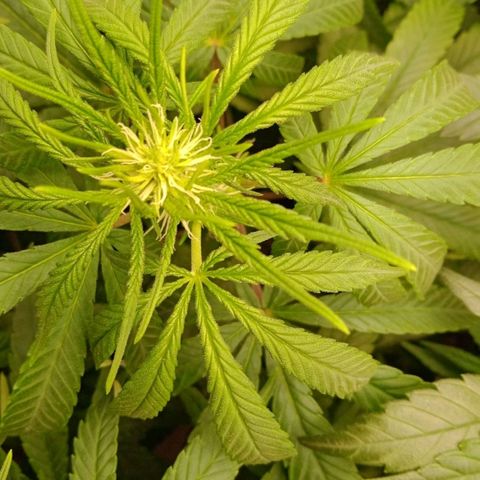 Ruderalis  growlog timeline photo