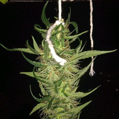 Ruderalis  growlog timeline photo
