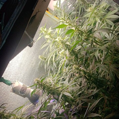 Ruderalis  growlog timeline photo
