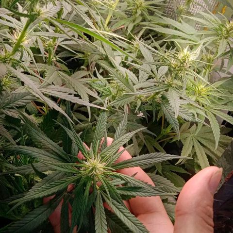 Ruderalis  growlog timeline photo