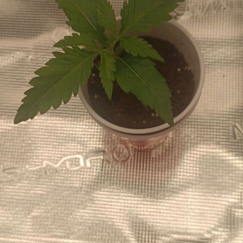Blueberry #1 Fem growlog timeline photo