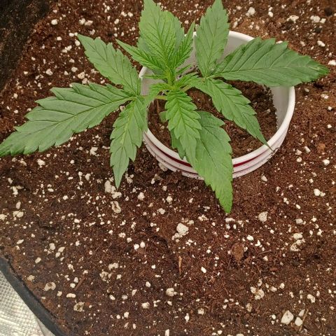 Blueberry #2 Fem growlog timeline photo