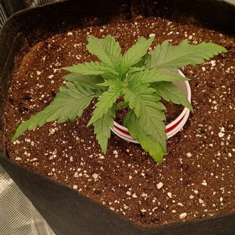 Blueberry #1 Fem growlog timeline photo
