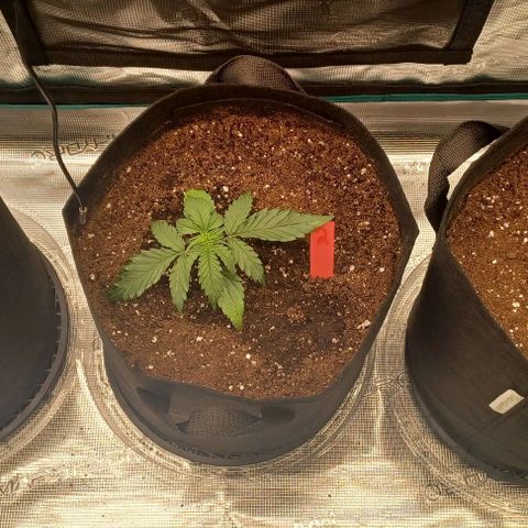 Blueberry #1 Fem growlog timeline photo
