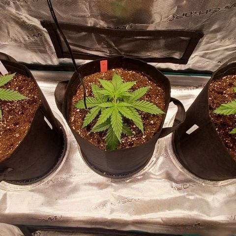 Blueberry #1 Fem growlog photo: Topped & de-yellowed (from not charging the soil a week ahead of time)