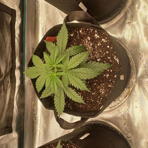 Blueberry #1 Fem growlog timeline photo