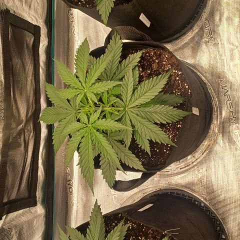 Blueberry #1 Fem growlog timeline photo