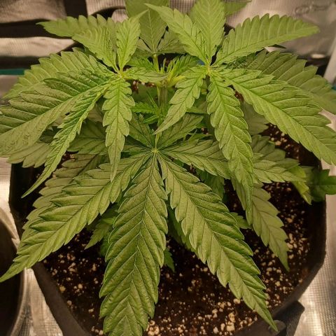 Blueberry #1 Fem growlog timeline photo