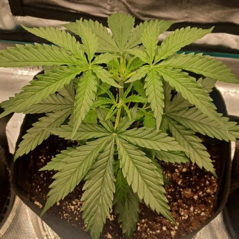 Blueberry #2 Fem growlog timeline photo