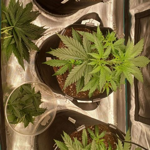 Blueberry #1 Fem growlog photo: Trimmed main fan leaves