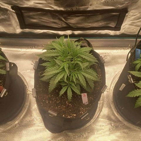 Blueberry #1 Fem growlog timeline photo
