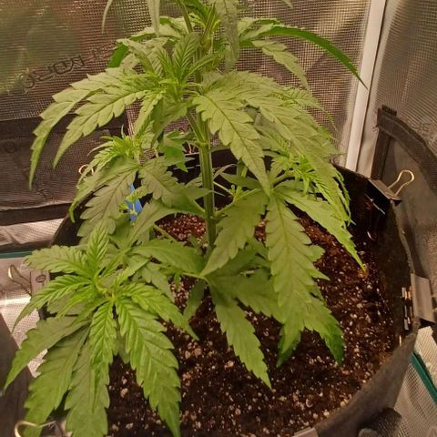 Blueberry #1 Fem growlog timeline photo