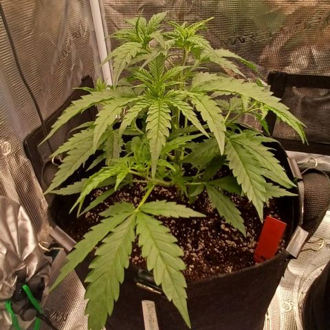 Blueberry #2 Fem growlog timeline photo