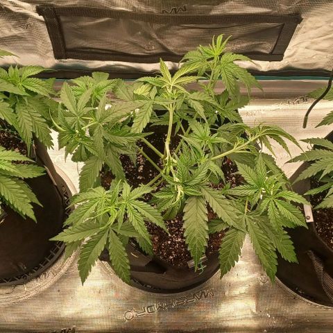 Blueberry #1 Fem growlog timeline photo