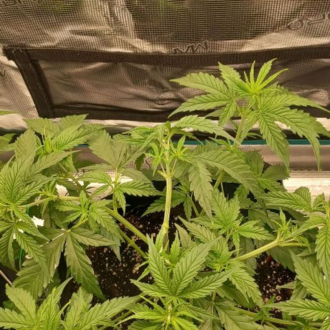 Blueberry #2 Fem growlog timeline photo
