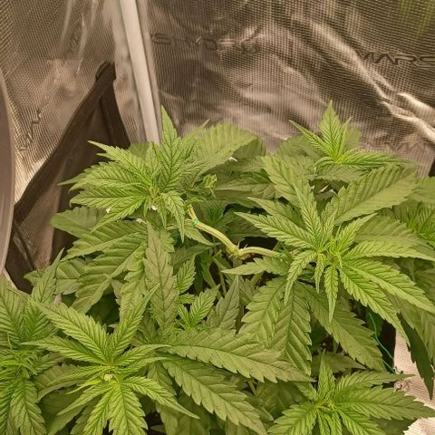 Blueberry #1 Fem growlog timeline photo