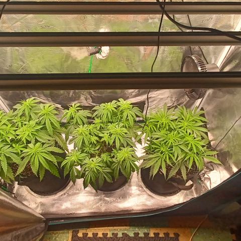 Blueberry #1 Fem growlog timeline photo