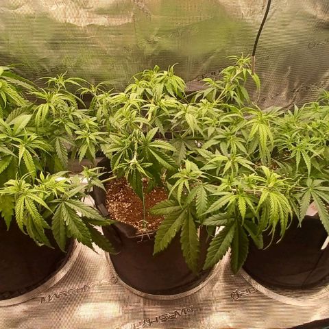 Blueberry #1 Fem growlog timeline photo