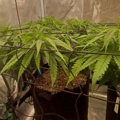 Blueberry #1 Fem growlog photo: Most vigorous 