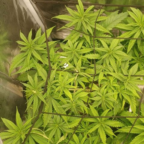 Blueberry #1 Fem growlog photo: Most vigorous 