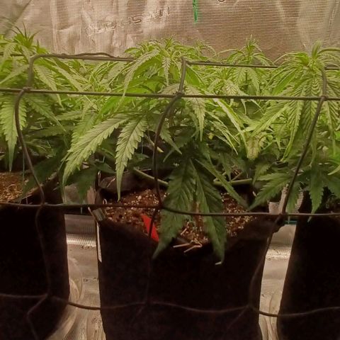 Blueberry #2 Fem growlog photo: Pretty vigorous 