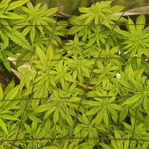 Blueberry #2 Fem growlog photo: Pretty vigorous 