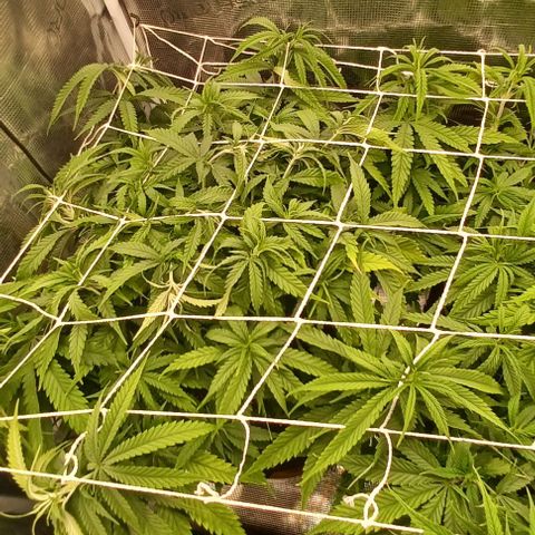 Blueberry #1 Fem growlog timeline photo