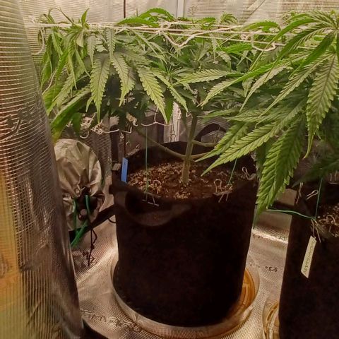 Blueberry #1 Fem growlog timeline photo