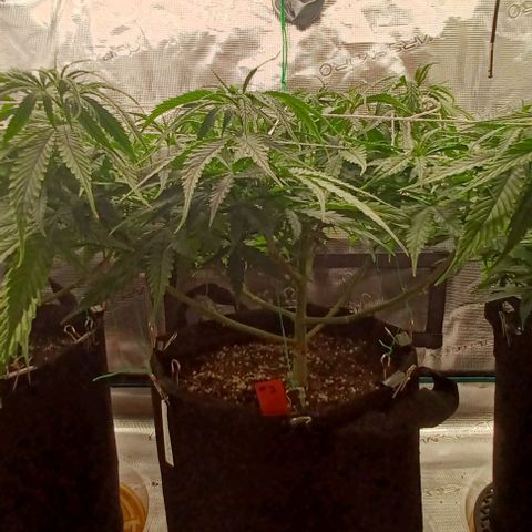 Blueberry #2 Fem growlog timeline photo