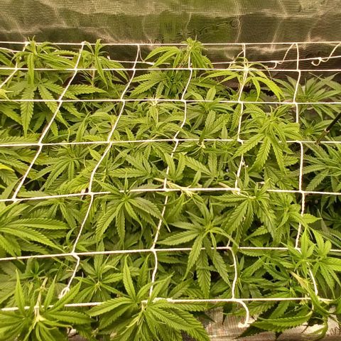 Blueberry #2 Fem growlog timeline photo
