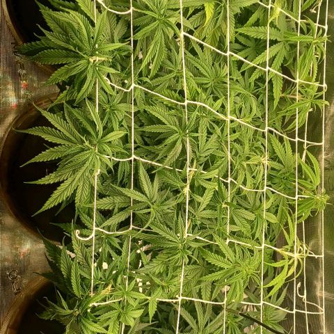 Blueberry #1 Fem growlog timeline photo