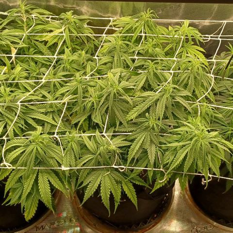 Blueberry #1 Fem growlog timeline photo