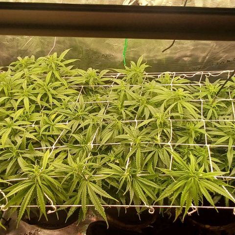 Blueberry #1 Fem growlog timeline photo