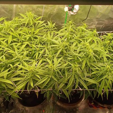 Blueberry #1 Fem growlog timeline photo