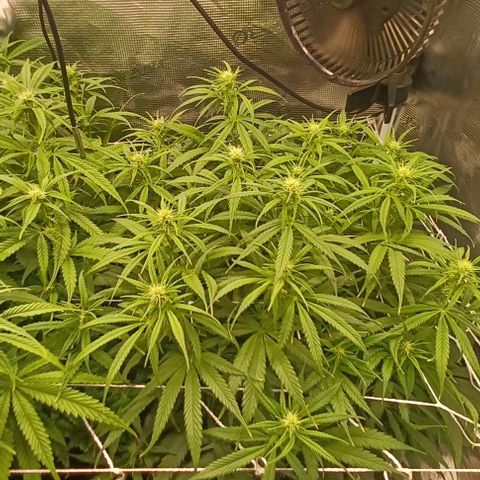 Blueberry #1 Fem growlog timeline photo