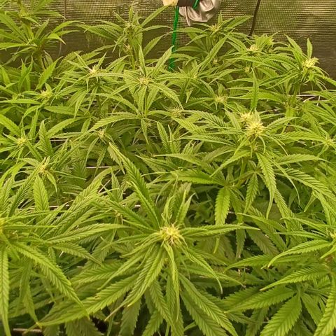 Blueberry #1 Fem growlog timeline photo
