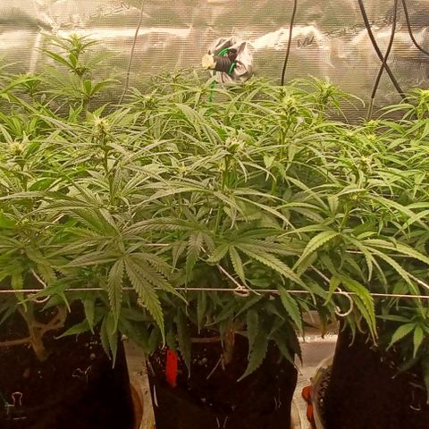 Blueberry #1 Fem growlog timeline photo