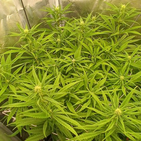 Blueberry #1 Fem growlog timeline photo