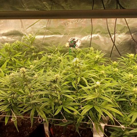 Blueberry #1 Fem growlog timeline photo