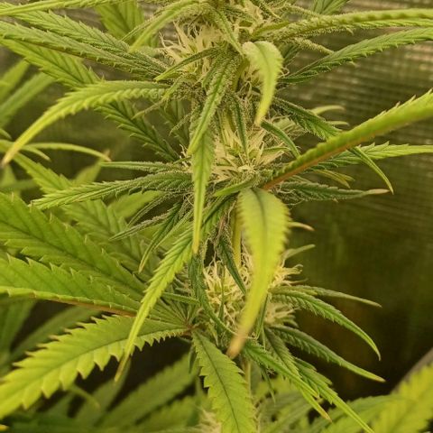 Blueberry #1 Fem growlog timeline photo