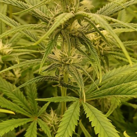 Blueberry #2 Fem growlog timeline photo