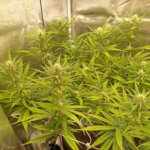 Blueberry #1 Fem growlog timeline photo