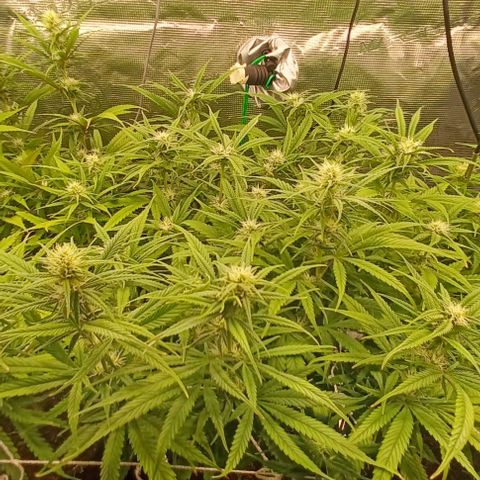Blueberry #2 Fem growlog timeline photo