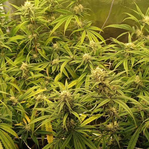Blueberry #1 Fem growlog timeline photo