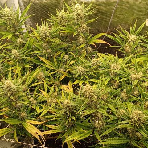 Blueberry #1 Fem growlog timeline photo