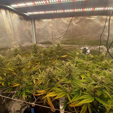 Blueberry #1 Fem growlog timeline photo